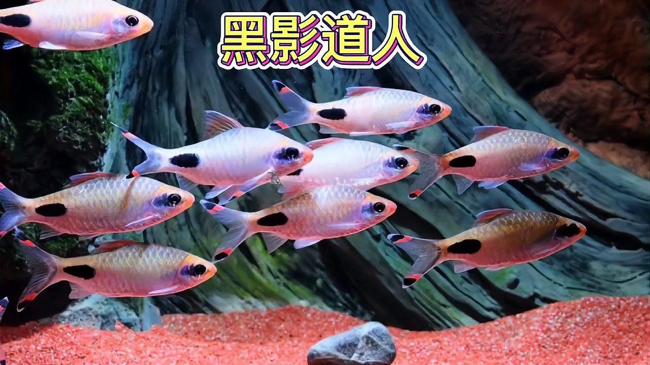 紅線黑影道人魚簡介（紅線黑影道人魚）
