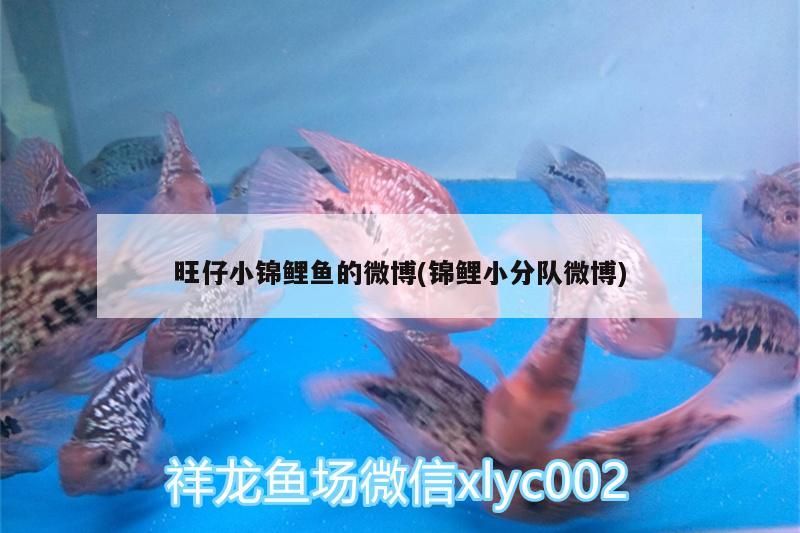 魚缸用增氧泵價格是多少:魚缸增氧機-xtrac增氧機-xtrac增氧機 旺仔小錦鯉魚的微博(錦鯉小分隊微博)(旺仔小錦鯉小錦鯉魚微博轉發微博,楊超越為吸精求轉發) 觀賞魚百科 旺仔小錦鯉魚的微博(錦鯉小分隊微博)(旺仔小錦鯉小錦鯉魚微博轉發微博,楊超越為吸精求轉發) 旺仔小錦鯉魚的微博(錦鯉小分隊微博)(旺仔小錦鯉小錦鯉魚微博轉發微博,楊超越為吸精求轉發) 觀賞魚百科