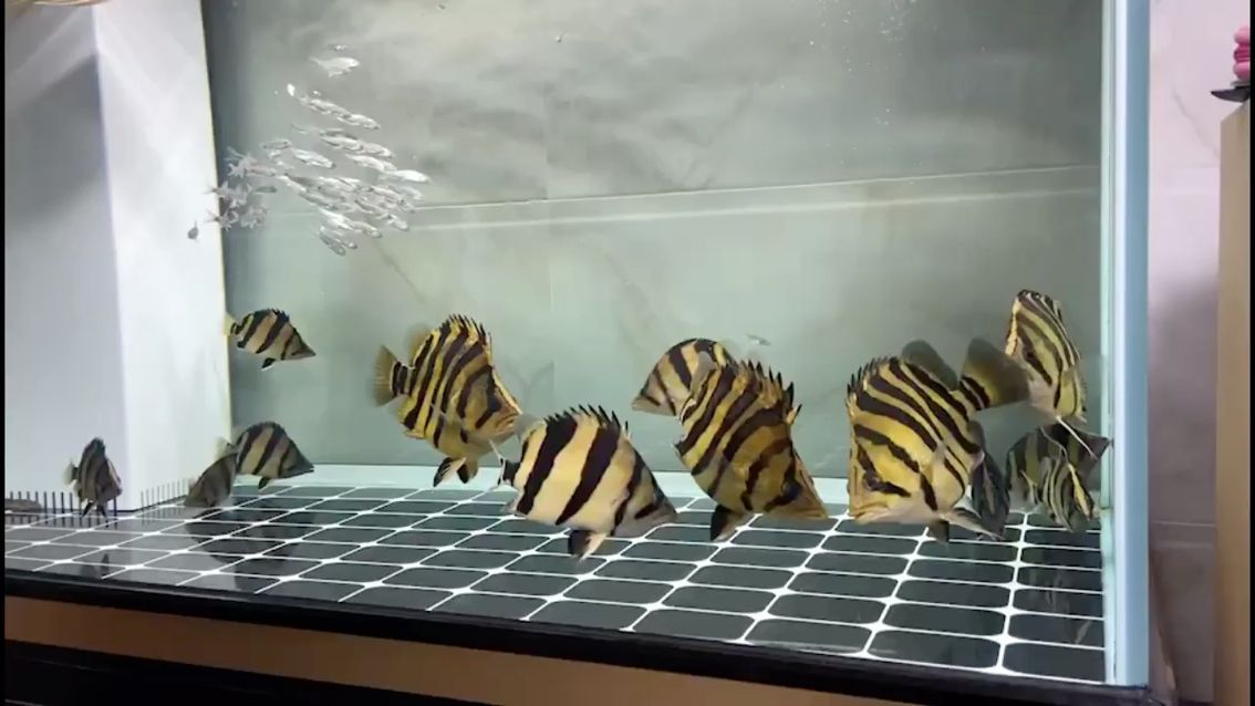 新加坡紅龍魚長大后發(fā)色了怎么回事兒（小龍魚什么時候開始發(fā)色）（新加坡紅龍魚發(fā)色過程） 新加坡紅龍魚長大后發(fā)色了怎么回事兒（小龍魚什么時候開始發(fā)色）（新加坡紅龍魚發(fā)色過程） 觀賞魚百科