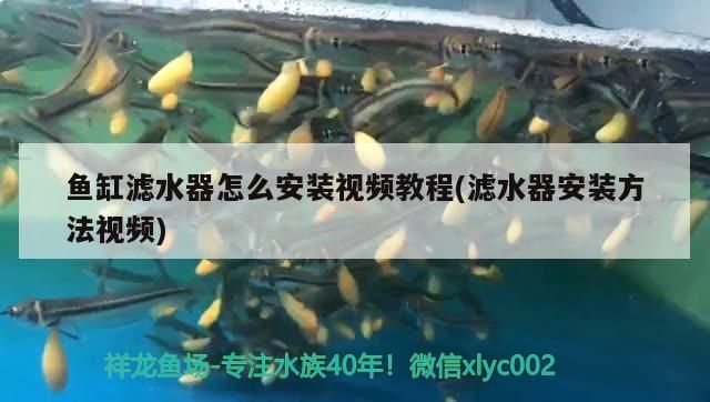 魚(yú)缸濾水器怎么安裝視頻教程(濾水器安裝方法視頻)（魚(yú)缸濾水器怎么安裝） 魚(yú)缸濾水器怎么安裝視頻教程(濾水器安裝方法視頻)（魚(yú)缸濾水器怎么安裝） 觀賞魚(yú)百科