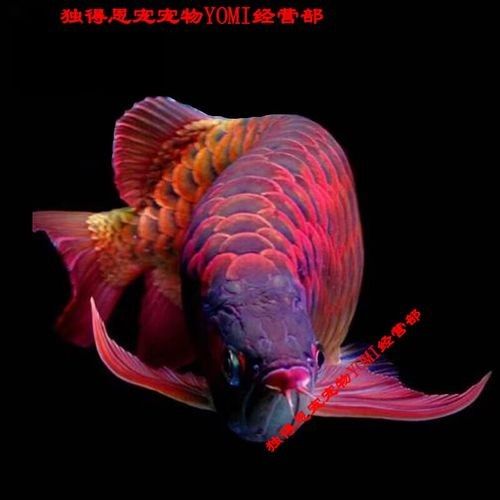 紫艷辣椒紅龍的價格是多少？（紫艷辣椒紅龍的價格與購買渠道）