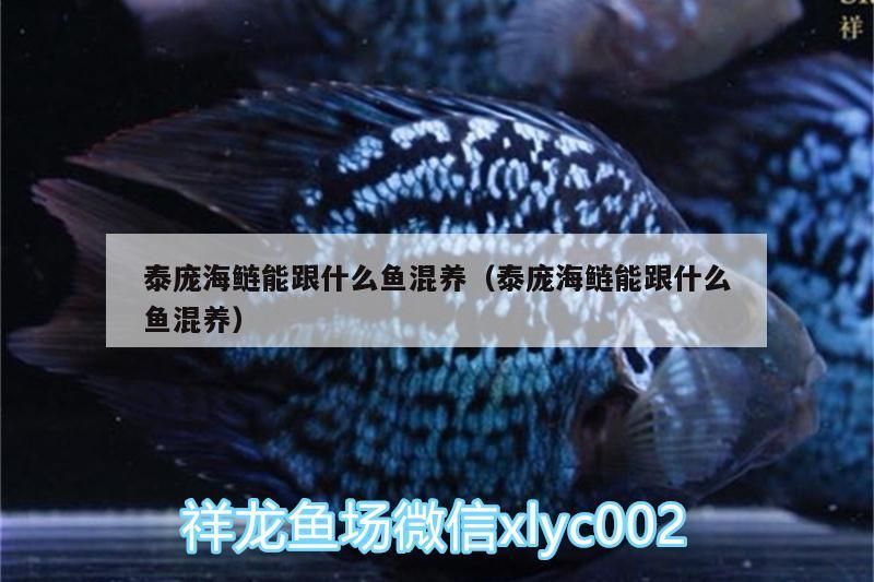泰龐海鰱能跟什么魚混養（泰龐海鰱能跟什么魚混養）（泰龐海鰱可以跟什么魚混養）