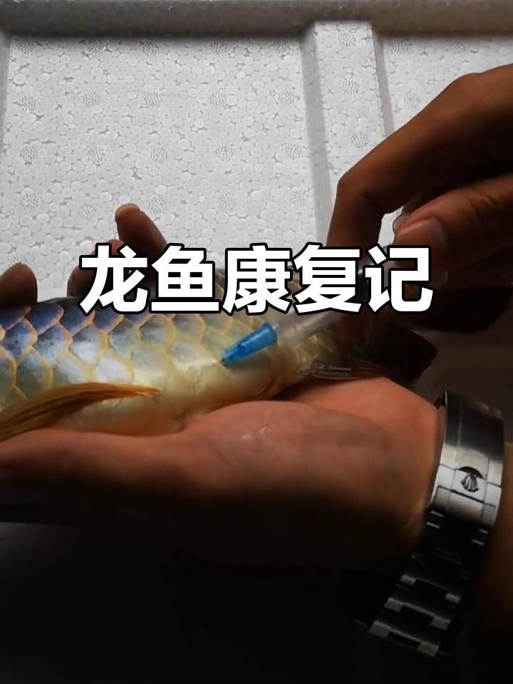 龍魚腹水用針抽水（龍魚腹水如何抽水治療？） 龍魚腹水用針抽水（龍魚腹水如何抽水治療？） 觀賞魚百科 第1張