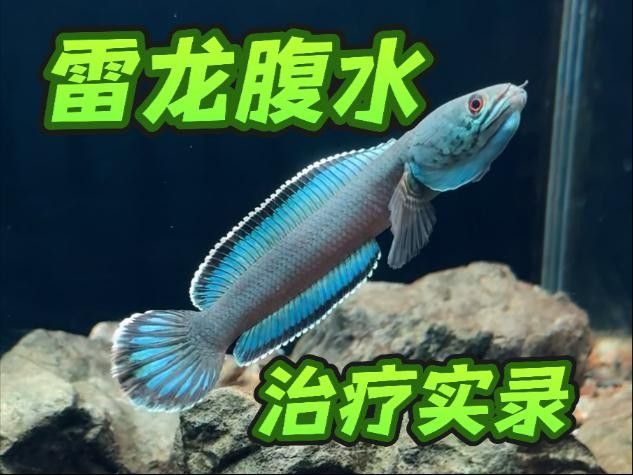 龍魚腹水用針抽水（龍魚腹水如何抽水治療？） 龍魚腹水用針抽水（龍魚腹水如何抽水治療？） 觀賞魚百科 第4張