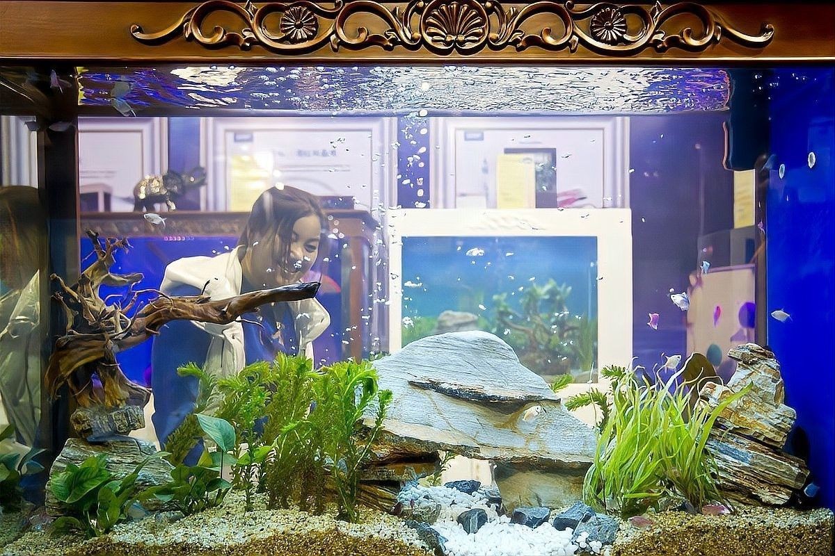 如何預防恐龍魚開口（為了讓300多條六角恐龍魚，全部開口吃東西）