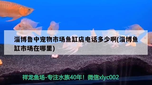 <strong><mark>淄博</mark></strong>魯中寵物市場魚缸店電話多少啊(<strong><mark>淄博</mark></strong>魚缸市場在哪里)（山東<strong><mark>淄博</mark></strong>魯中寵物市場魚缸店電話多少啊，<strong><mark>淄博</mark></strong>魚缸店電話多少啊）