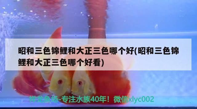 魚缸用增氧泵價格是多少:魚缸增氧機-xtrac增氧機-xtrac增氧機 昭和三色錦鯉和大正三色哪個好(昭和三色錦鯉和大正三色哪個好看)(昭和三色錦鯉和大正三色哪個好) 觀賞魚百科 昭和三色錦鯉和大正三色哪個好(昭和三色錦鯉和大正三色哪個好看)(昭和三色錦鯉和大正三色哪個好) 昭和三色錦鯉和大正三色哪個好(昭和三色錦鯉和大正三色哪個好看)(昭和三色錦鯉和大正三色哪個好) 觀賞魚百科