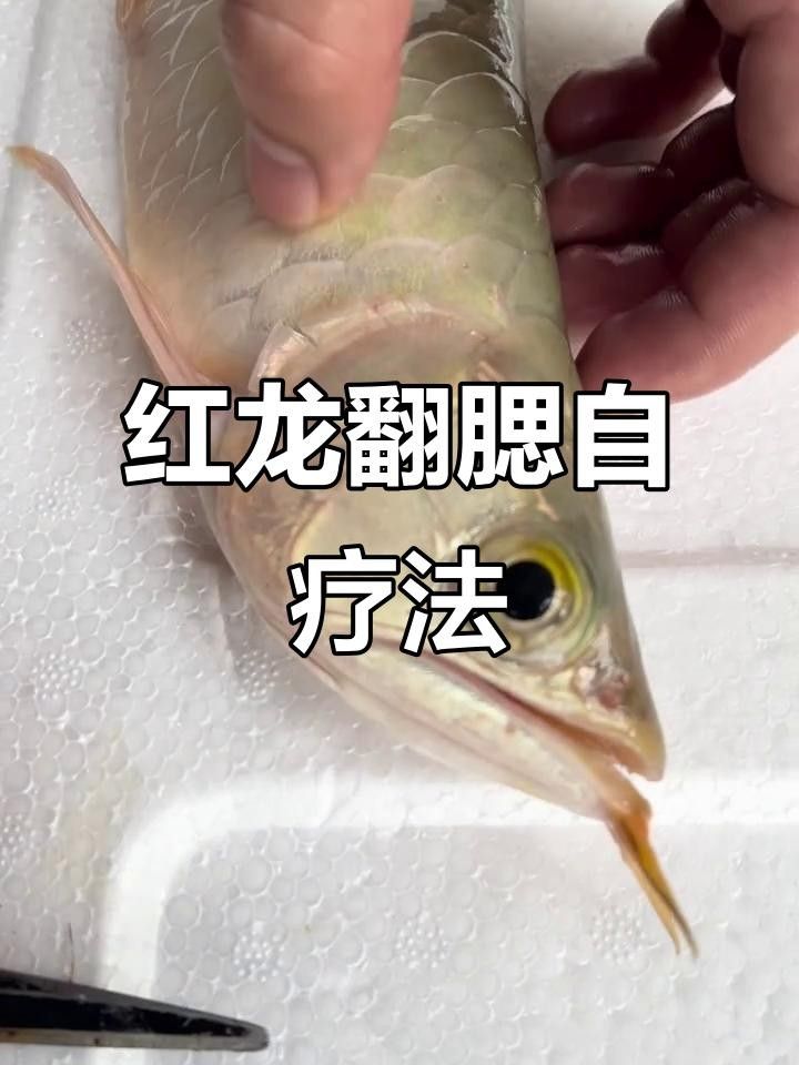 龍魚腮皮卷起來怎么辦啊圖片（龍魚翻腮怎么辦） 龍魚腮皮卷起來怎么辦啊圖片（龍魚翻腮怎么辦） 觀賞魚百科 第10張