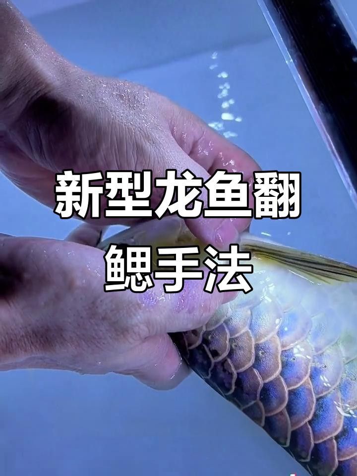 龍魚腮皮卷起來怎么辦啊圖片（龍魚翻腮怎么辦） 龍魚腮皮卷起來怎么辦啊圖片（龍魚翻腮怎么辦） 觀賞魚百科 第17張