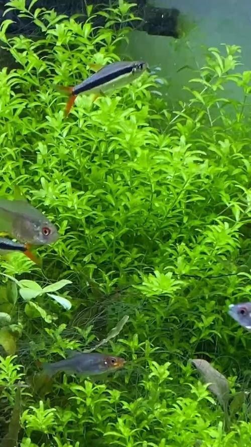 有沒有更詳細的龍魚嘴巴撞爛處理視頻？（龍魚嘴巴撞爛了怎么辦，龍魚嘴巴撞爛恢復案例及處理方法）