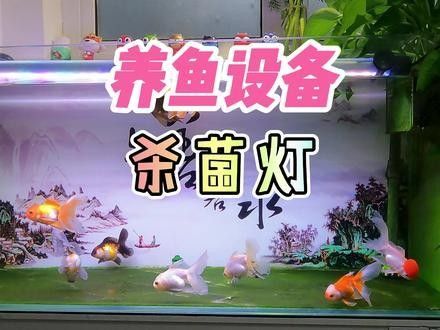 馬印和仟湖哪個更好？（養魚筆記第2季43集:魚缸殺菌燈選購指南）