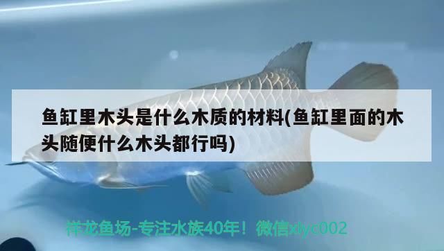 龍魚缸底色如何影響龍魚行為（底色對龍魚行為的影響）