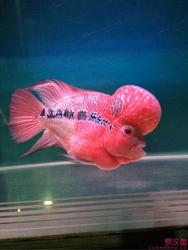 兩個(gè)月的對(duì)比（小平頭到家已兩個(gè)月）