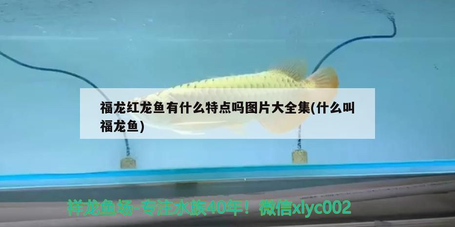 汕頭水族批發市場地址在哪里呀多少錢(汕頭水族批發市場地址在哪里呀多少錢一個)（汕頭水族批發市場地址）