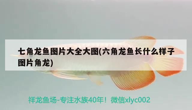 七角龍魚圖片大全大圖(六角龍魚長什么樣子圖片角龍)（七角龍魚圖片大全）