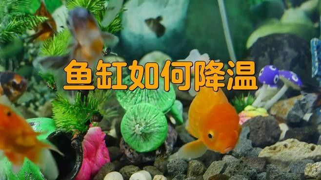 如何給金龍魚缸快速降溫？（龍魚缸如何快速降溫）