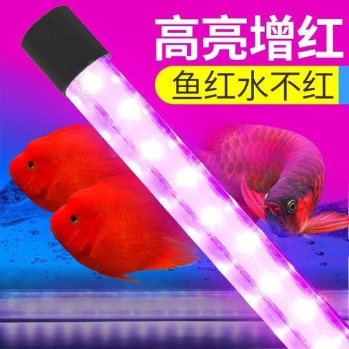 龍魚(yú)燈什么品牌好？（龍魚(yú)燈品牌及其特點(diǎn)：**金龍魚(yú)*）