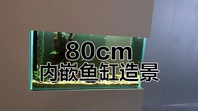 如何設計火龍魚混養缸（火龍魚混養缸設計的幾個關鍵步驟）