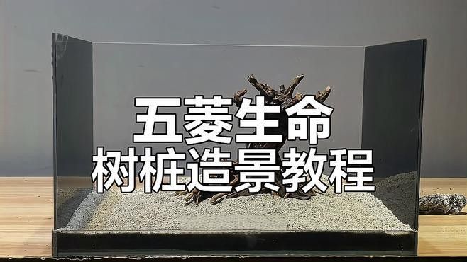 如何設計火龍魚混養缸（火龍魚混養缸設計的幾個關鍵步驟）