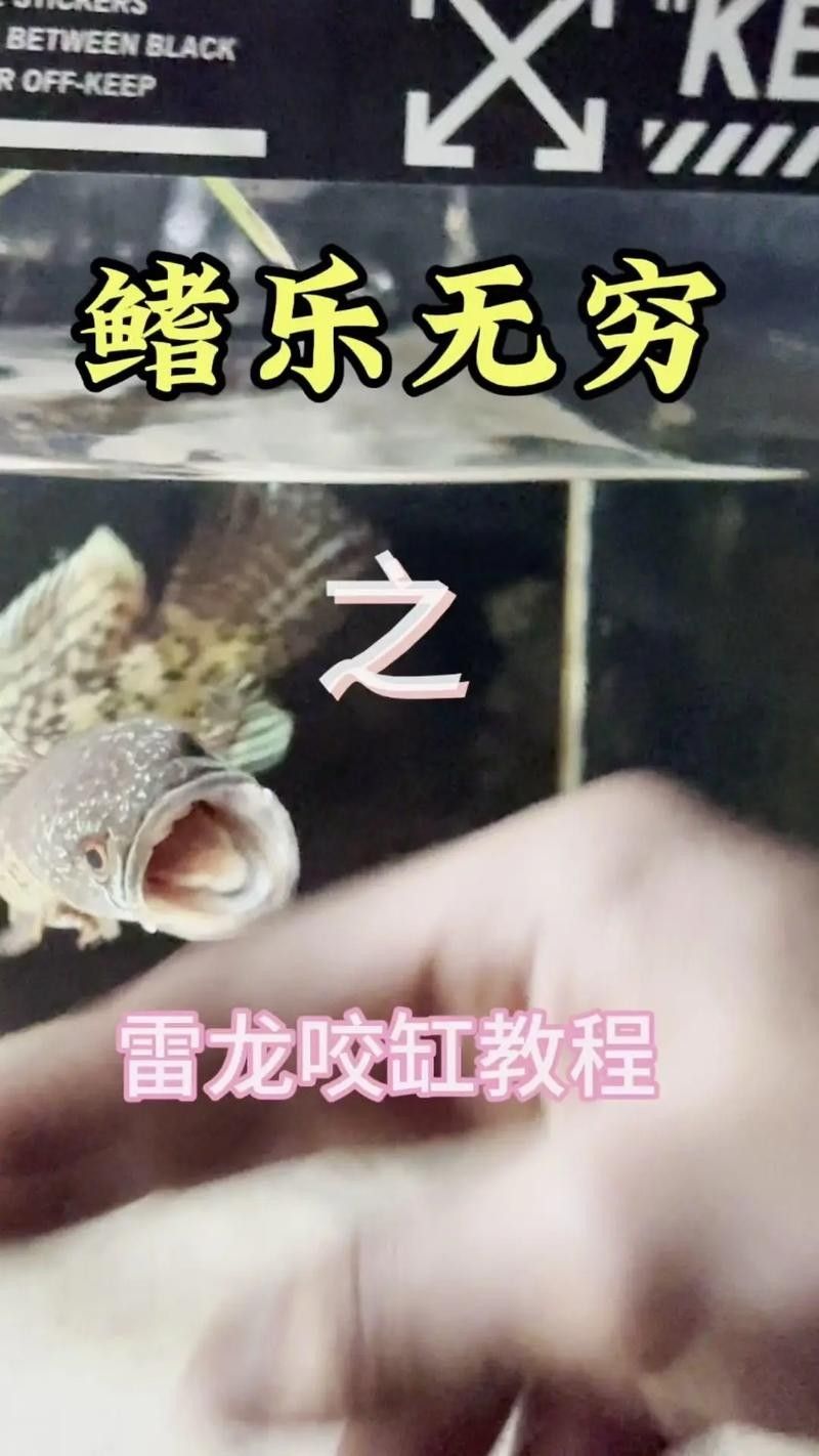 如何預(yù)防雷龍魚凍傷？（如何預(yù)防雷龍魚凍傷） 如何預(yù)防雷龍魚凍傷？（如何預(yù)防雷龍魚凍傷） 龍魚百科 第7張