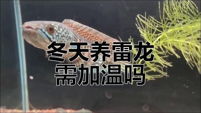 如何預(yù)防雷龍魚凍傷？（如何預(yù)防雷龍魚凍傷） 如何預(yù)防雷龍魚凍傷？（如何預(yù)防雷龍魚凍傷） 龍魚百科 第1張
