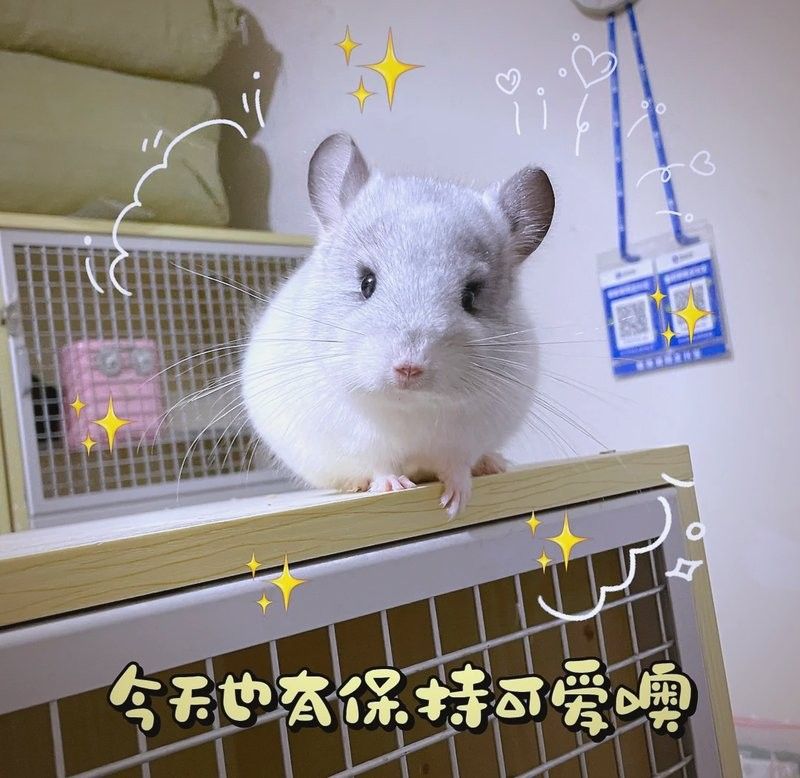 東莞龍魚批發市場在哪里呢（東莞龍魚批發市場位置在哪里，） 東莞龍魚批發市場在哪里呢（東莞龍魚批發市場位置在哪里，） 觀賞魚百科 第8張