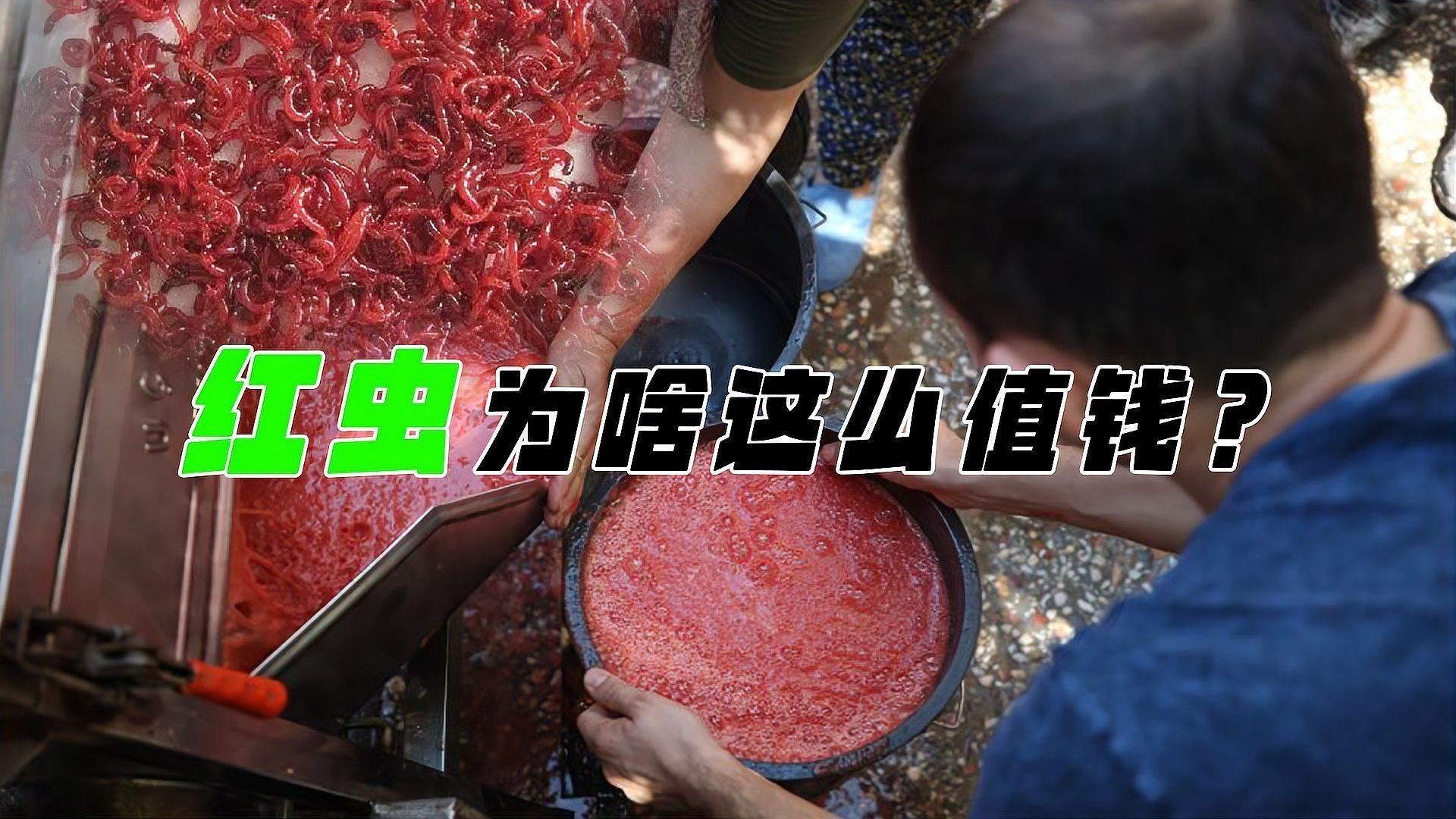 如何處理和保存紅蟲？（冬季釣鯽魚紅蟲不宜存活，建議試試這3個保存方法，輕松搞定）