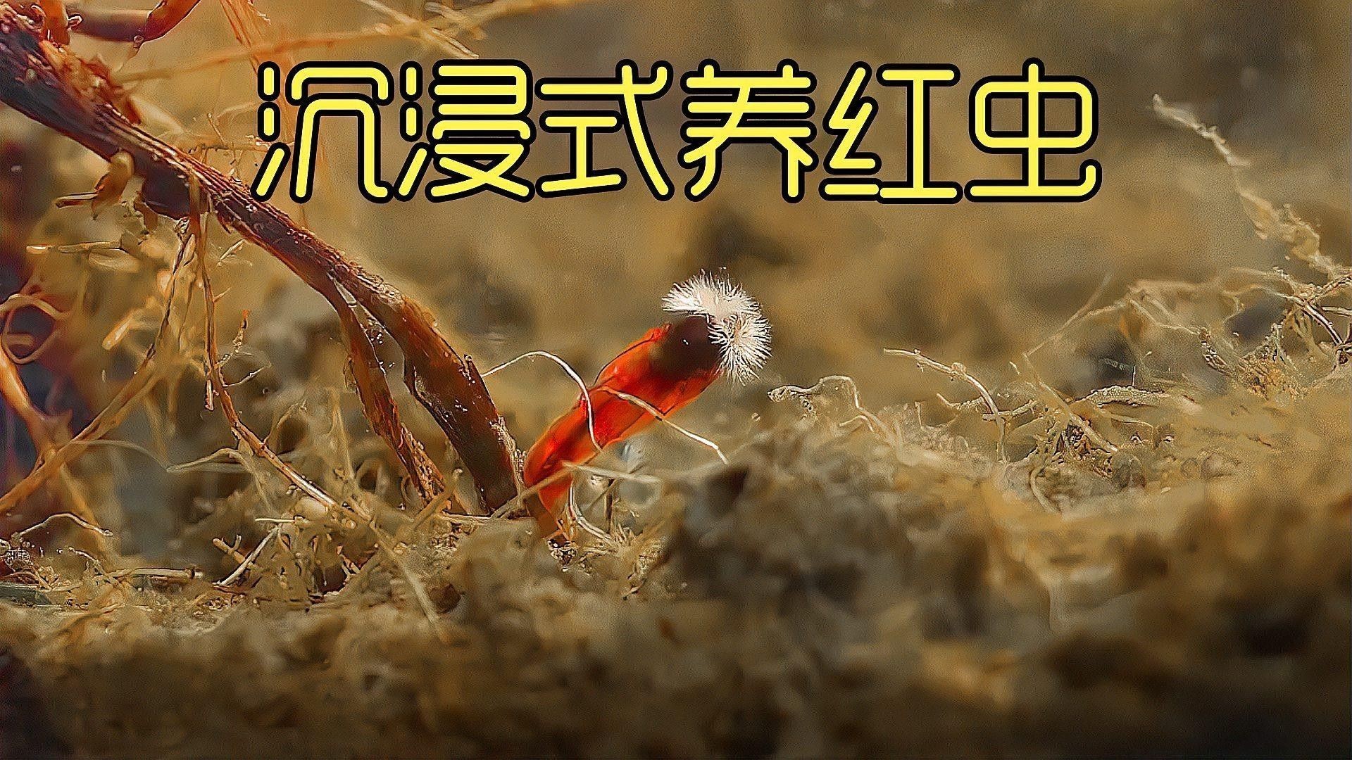 如何處理和保存紅蟲？（冬季釣鯽魚紅蟲不宜存活，建議試試這3個保存方法，輕松搞定）