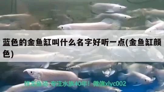 藍色的金魚缸叫什么名字好聽一點(金魚缸顏色)