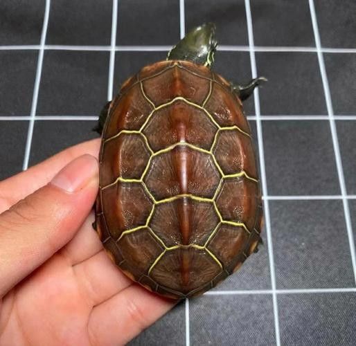如何區分紫底金頭與B級過背金龍魚（底金頭與b級過背金龍魚在外觀上有一些顯著的區別）