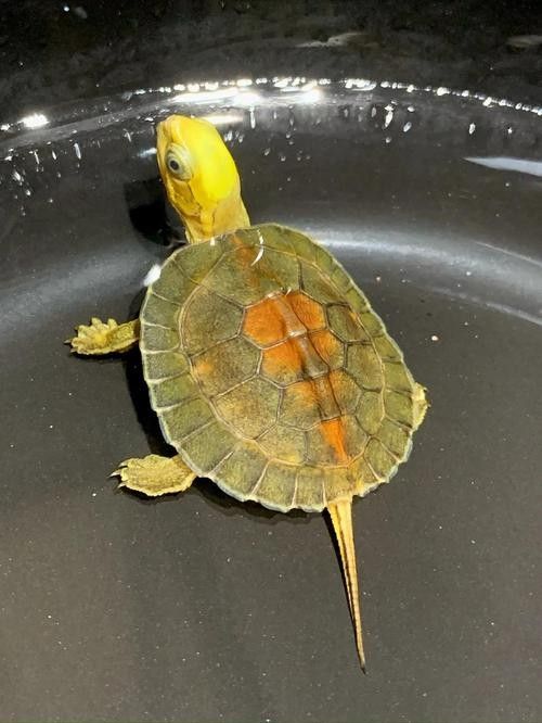 如何區分紫底金頭與B級過背金龍魚（底金頭與b級過背金龍魚在外觀上有一些顯著的區別）