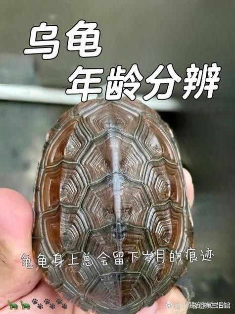 如何區分紫底金頭與B級過背金龍魚（底金頭與b級過背金龍魚在外觀上有一些顯著的區別）