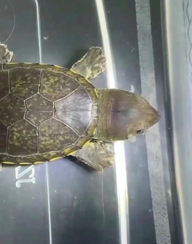 如何區分紫底金頭與B級過背金龍魚（底金頭與b級過背金龍魚在外觀上有一些顯著的區別）