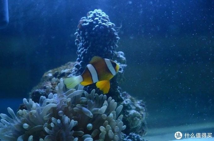 揚州洪龍魚村訂餐電話地址（揚州洪龍魚村訂餐電話地址查詢）（揚州洪龍魚村是揚州地區的特色魚類） 揚州洪龍魚村訂餐電話地址（揚州洪龍魚村訂餐電話地址查詢）（揚州洪龍魚村是揚州地區的特色魚類） 觀賞魚百科 第2張