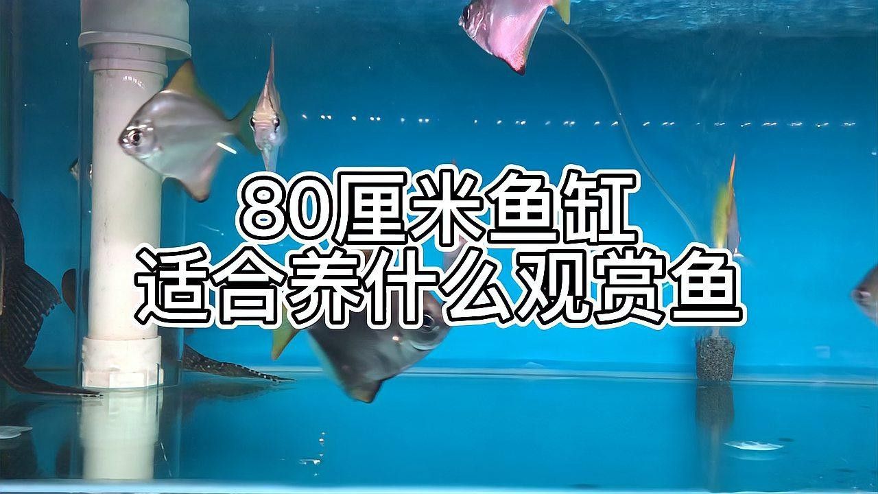 80的缸能養(yǎng)什么魚(yú)（0升的魚(yú)缸可以養(yǎng)殖多種魚(yú)類） 80的缸能養(yǎng)什么魚(yú)（0升的魚(yú)缸可以養(yǎng)殖多種魚(yú)類） 龍魚(yú)百科 第1張