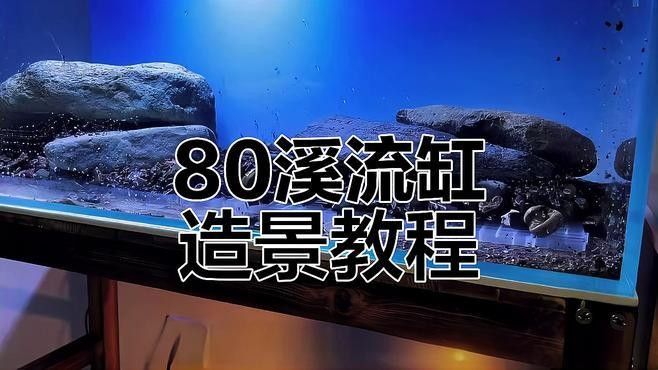 80的缸能養(yǎng)什么魚(yú)（0升的魚(yú)缸可以養(yǎng)殖多種魚(yú)類） 80的缸能養(yǎng)什么魚(yú)（0升的魚(yú)缸可以養(yǎng)殖多種魚(yú)類） 龍魚(yú)百科 第3張