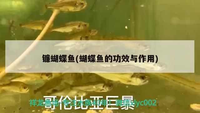 如何前往和興龍魚總店（北京和興龍魚總店如何預約）