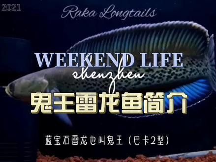 巴卡二型和一型哪個更稀有（巴卡二型和一型是兩種不同的鳥類，它們在自然界中的數量和稀有程度有所不同）