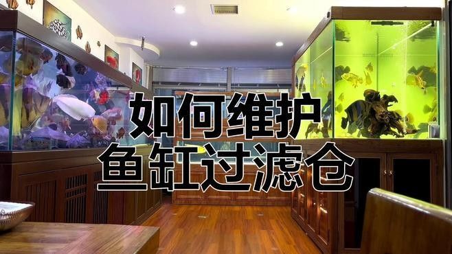 清洗底濾魚缸濾材有哪些注意事項？（養(yǎng)魚大全，不可不知的清洗和更換，你曉得嗎）