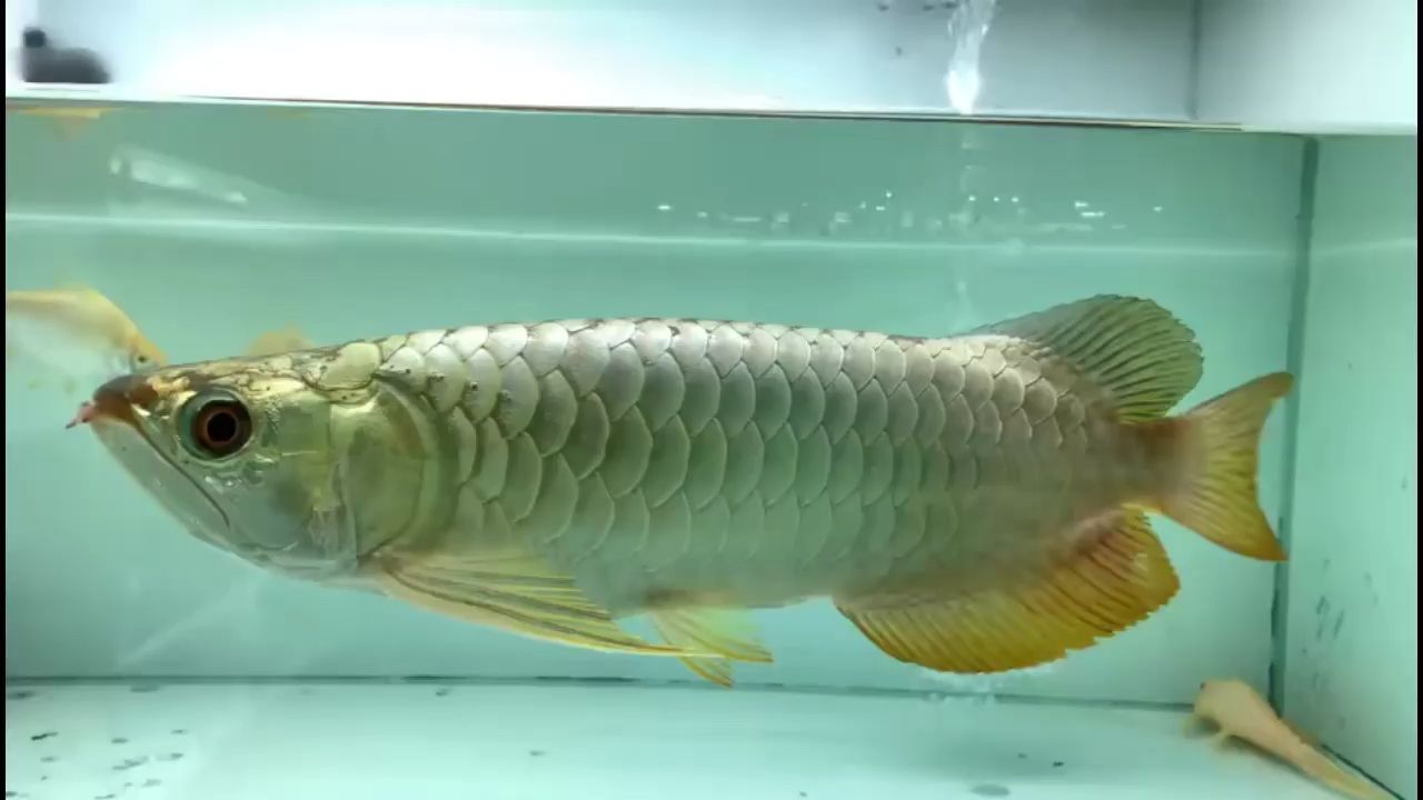 你能接受龍魚(yú)斷須嗎？