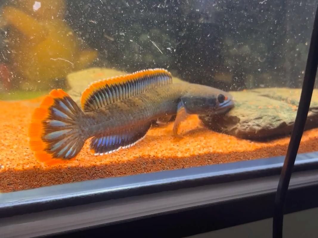 夢幻血斑雷龍魚適合新手嗎（夢幻血斑雷龍魚有哪些品種？如何挑選健康的夢幻血斑雷龍魚？）