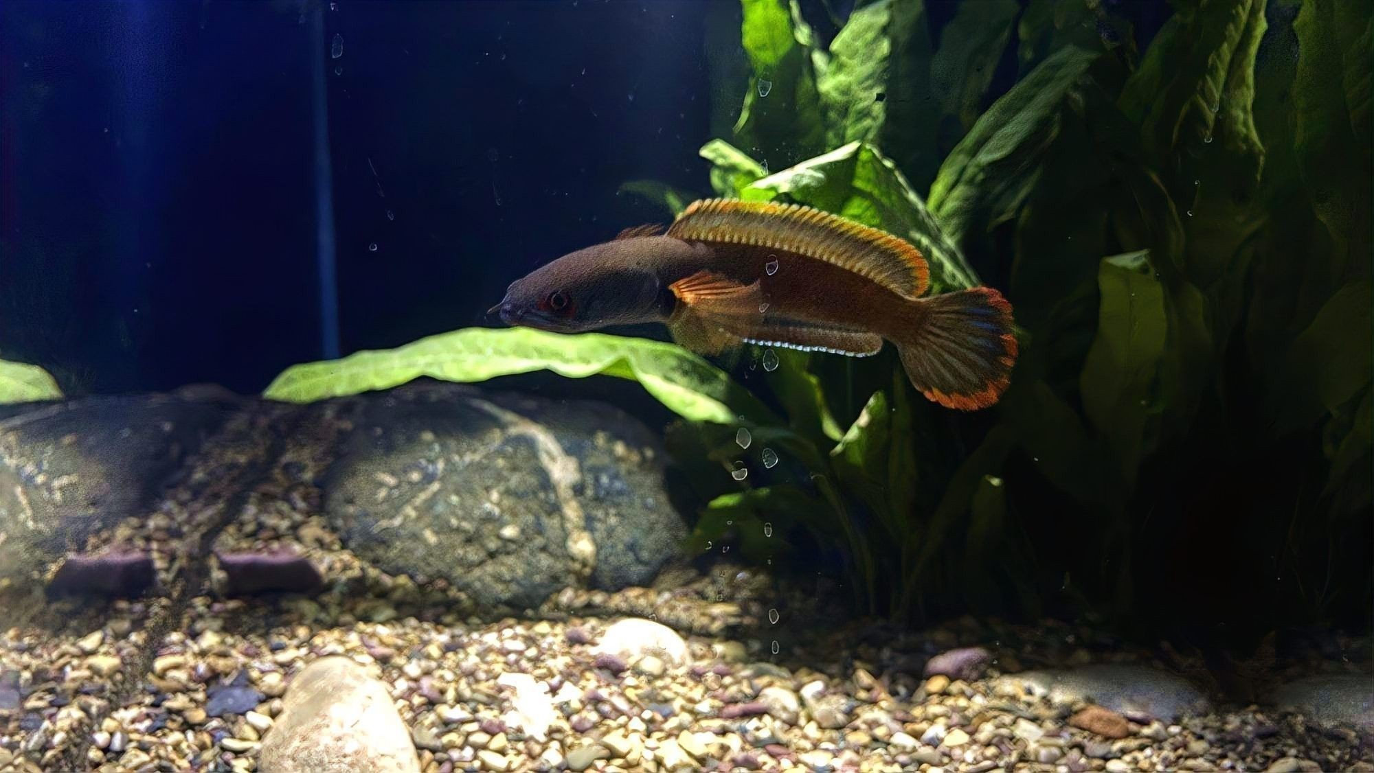 夢幻血斑雷龍魚適合新手嗎（夢幻血斑雷龍魚有哪些品種？如何挑選健康的夢幻血斑雷龍魚？）