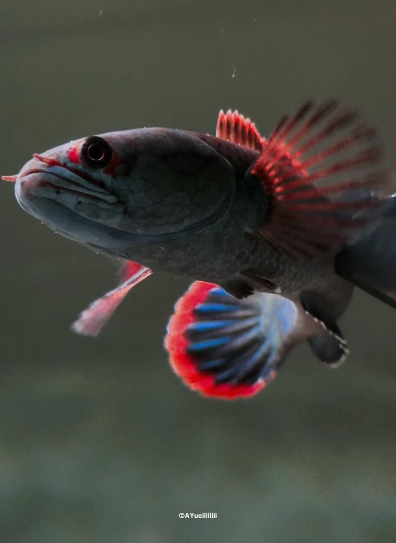 夢幻血斑雷龍魚適合新手嗎（夢幻血斑雷龍魚有哪些品種？如何挑選健康的夢幻血斑雷龍魚？）