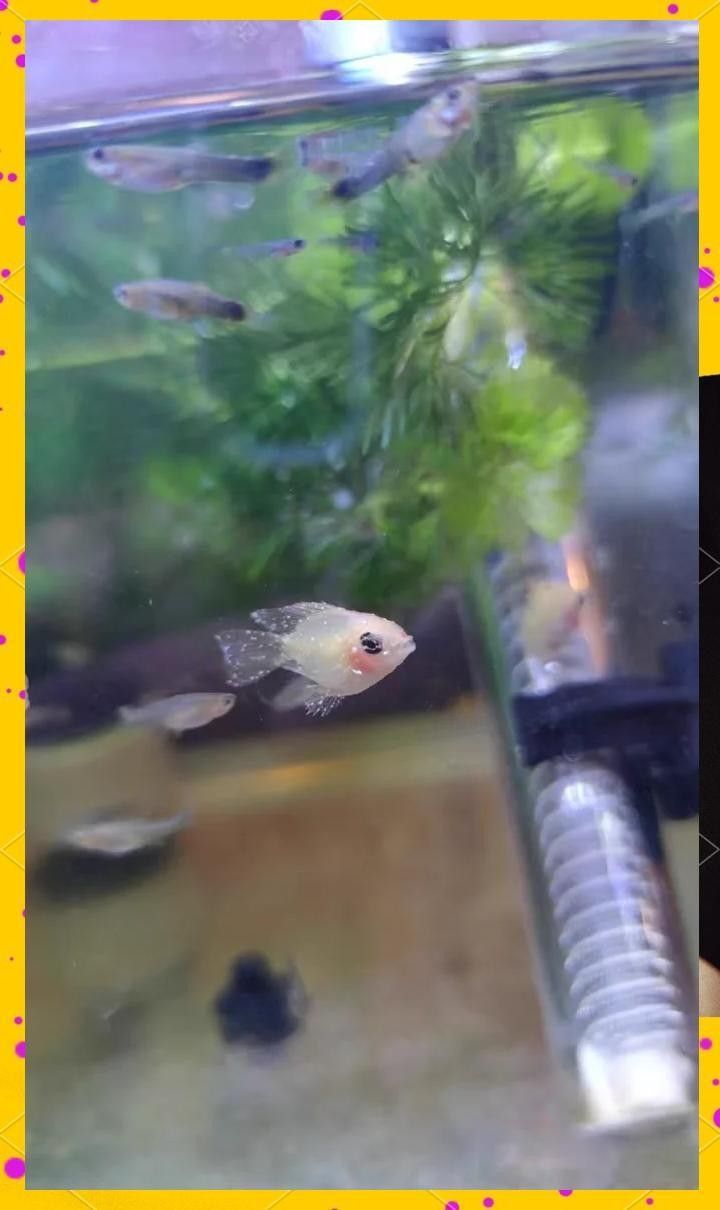 紅龍魚眼睛白點初期如何治療（龍魚眼睛出現白點怎么辦）