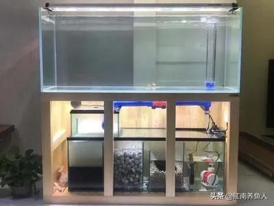 紅龍魚和金龍魚混養（混養紅龍魚和金龍魚需要注意什么，） 紅龍魚和金龍魚混養（混養紅龍魚和金龍魚需要注意什么，） 觀賞魚百科