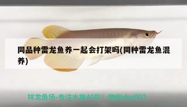 同品種雷龍魚養一起會打架嗎(同種雷龍魚混養)（同品種雷龍魚養一起會打架嗎）