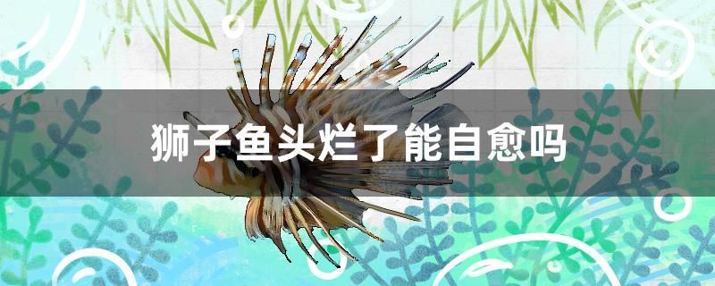 三文魚觀賞魚能吃嗎圖片大全（古比魚多少錢，能不能吃）（三文魚觀賞魚能吃嗎，古比魚多少錢，古比魚多少錢能吃嗎）