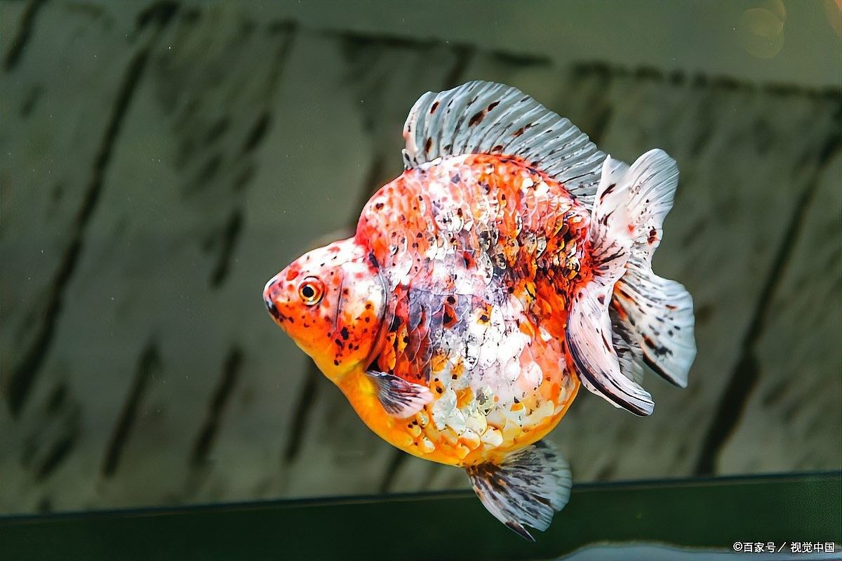 紅龍魚多久停食一次？（紅龍魚多久停食一次）