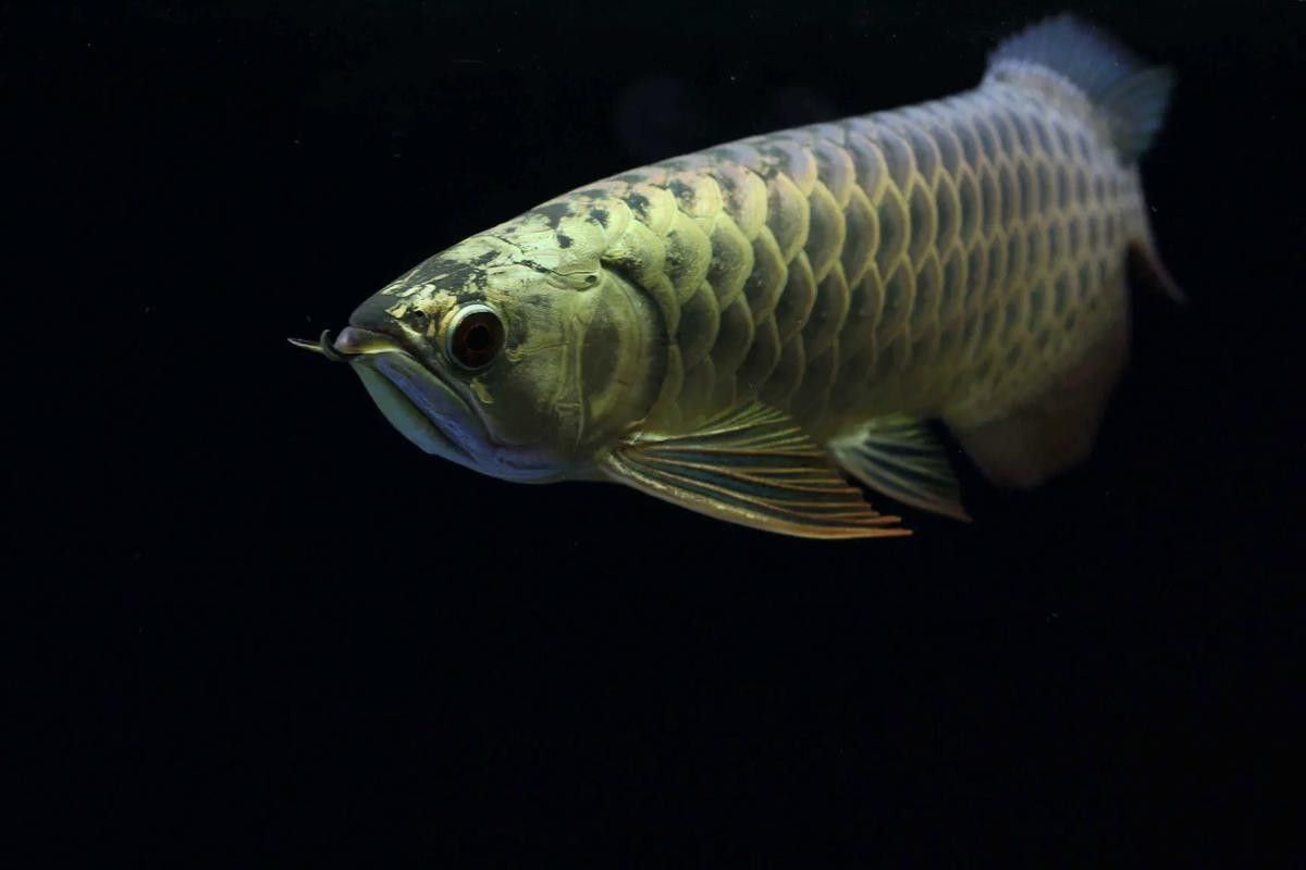 龍魚背景圖有哪些尺寸可選？（魚背景圖的尺寸選擇）