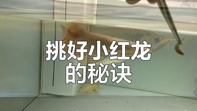 紅龍魚價格波動大嗎？（如何挑選優(yōu)質(zhì)紅龍魚） 紅龍魚價格波動大嗎？（如何挑選優(yōu)質(zhì)紅龍魚） 龍魚百科 第7張